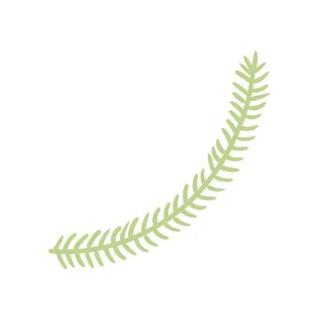 Single coniferous, spruce tree branch isolated. Stock Illustration