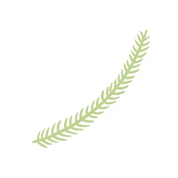 Single coniferous, spruce tree branch isolated. Stock Illustration