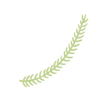 Single coniferous, spruce tree branch isolated. Stock Illustration