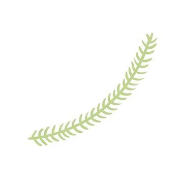 Single coniferous, spruce tree branch isolated. Stock Illustration