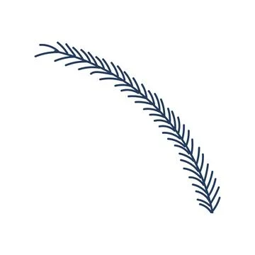 Single coniferous, spruce tree branch isolated. Stock Illustration