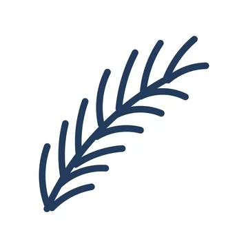 Single coniferous, spruce tree branch isolated. Stock Illustration