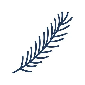 Single coniferous, spruce tree branch isolated. Stock Illustration