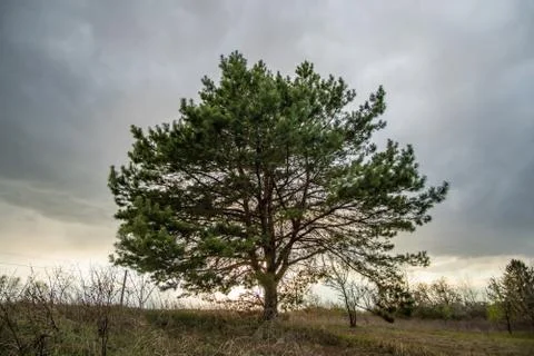 Single coniferous tree in the field on a background of sunset and cloudy sky. Stock Photos