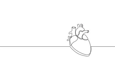 Single continuous line art anatomical human heart silhouette. Healthy medicin Stock-Illustration
