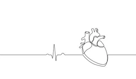 Single continuous line art anatomical human heart silhouette. Healthy medicin Stock Illustration