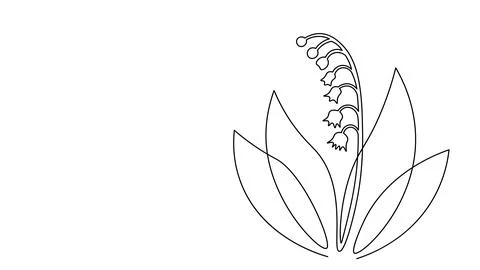 Single continuous line art lily of the valley flower. Plant leaves Stock Illustration
