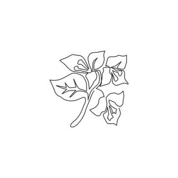Single continuous line drawing of beauty fresh bougainville for home decor Stock Illustration