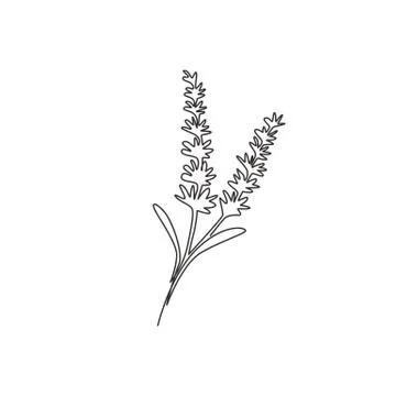 Single continuous line drawing of beauty fresh lavandula for home wall decor Illustration