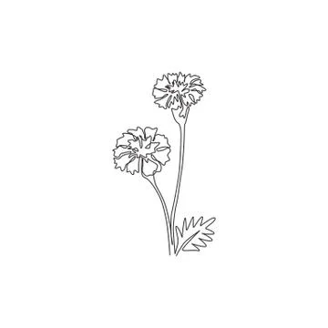 Single continuous line drawing of beauty fresh tagetes erecta for home decor Illustrazione stock