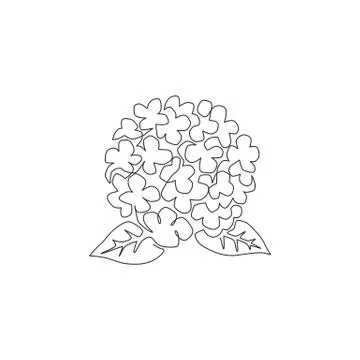 Single continuous line drawing beauty fresh hortensia for home wall decor art Illustrazione stock