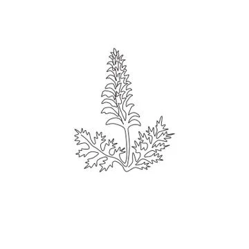 Single continuous line drawing of beauty fresh bear's breeches for garden Stock Illustration