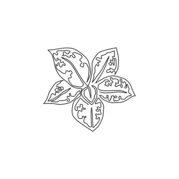 Single continuous line drawing cute tropical leaves aglaonema plant from top Stock Illustration