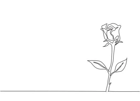 Single continuous line drawing of fresh romantic beautiful rose flower 스톡 일러스트