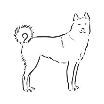 Single continuous line drawing of simple cute siberian husky puppy dog icon.  Stock Illustration