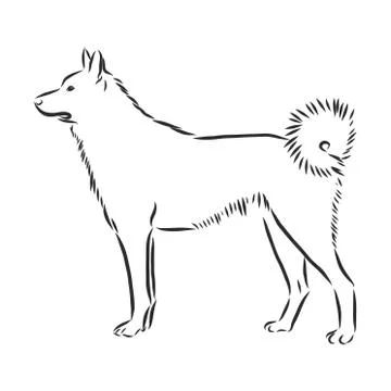 Single continuous line drawing of simple cute siberian husky puppy dog icon.  Stock Illustration