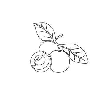 Single continuous line drawing of whole and cut healthy organic longan 스톡 일러스트