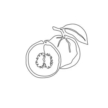 Single continuous line drawing whole and half sliced healthy organic guava Stock-Illustration