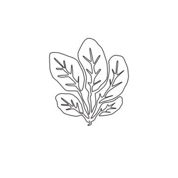 Single continuous line drawing of whole healthy organic green spinach leaves Stock Illustration
