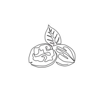 Single continuous line drawing whole healthy organic walnut and leaves Stock-Illustration
