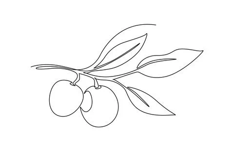 Single continuous line drawing whole healthy organic longan on tree stalk f.. Stock Illustration