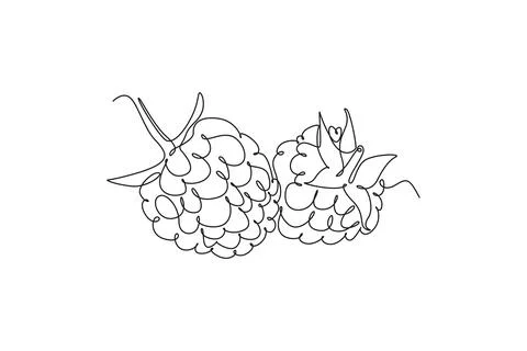 Single continuous line drawing whole healthy organic raspberry for orchard .. 스톡 일러스트