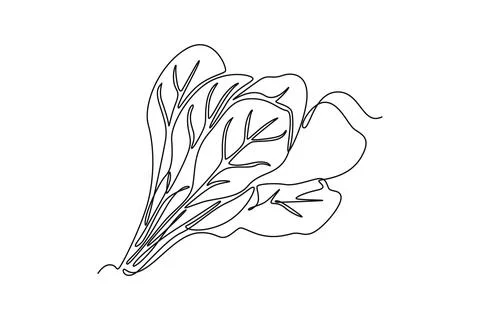 Single continuous line drawing of whole healthy organic green spinach leave.. Stock Illustration
