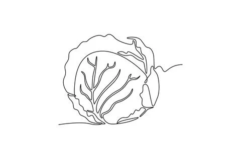 Single continuous line drawing of whole healthy organic headed cabbage for .. Ilustración de archivo