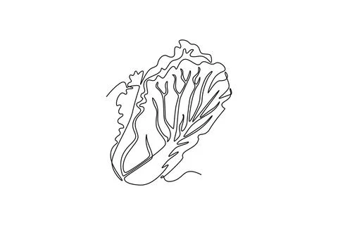 Single continuous line drawing of whole healthy organic headed cabbage for .. Ilustración de archivo