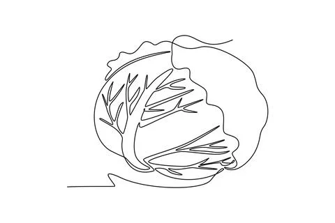 Single continuous line drawing whole healthy organic headed cabbage for coo.. Ilustración de archivo