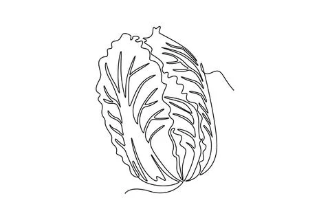 Single continuous line drawing whole healthy organic headed cabbage for gro.. Ilustración de archivo