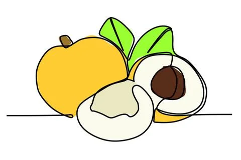 Single continuous line drawing of  yellow tropical longan fruits. Stock Illustration