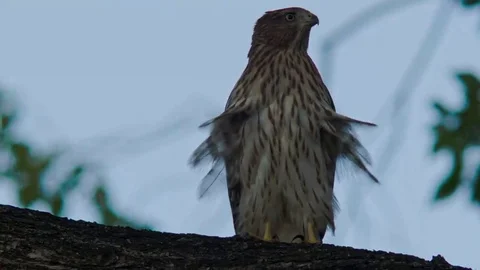Single Cooper's Hawk Flying Away from Perching on a Branch Stock Footage 69214504