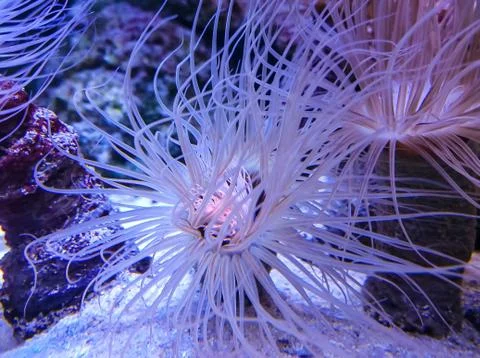 Single coral polyp Stock Photos