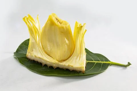 Single core of jackfruit displayed on jackfruit leave on white background. A Stock Photos