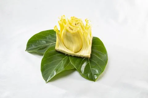 Single core of jackfruit displayed on jackfruit leave on white background. A  Stock Photos