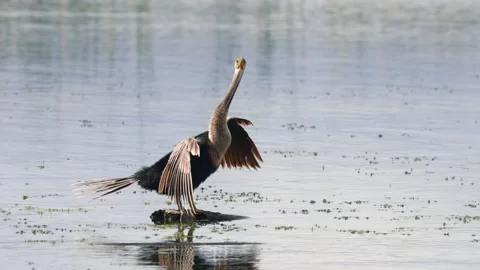 Single Cormorant bird in the middle of marsh in Orlando wetlands Stock Footage 304030131