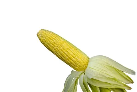 Single corn cob isolated on white background with clipping path Stock-Fotos