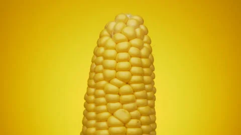 Single Corn Crop - Rotating Maize with yellow background Stock Footage 157600859