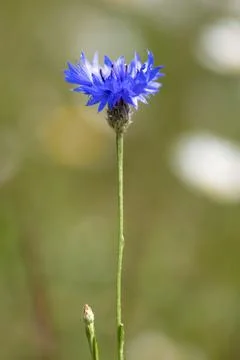 Single corn flower with blurred background Stock Photos