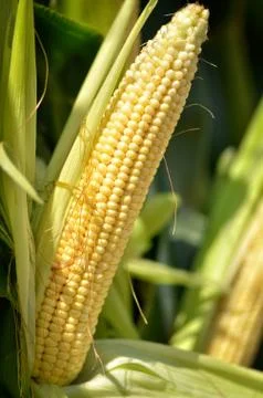 Single corn grain close-up Konya Foto stock