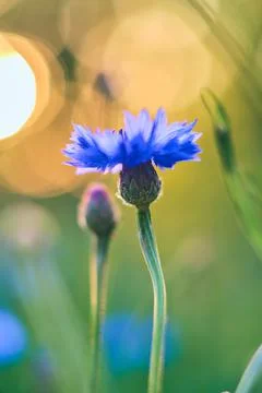 Single cornflower in bright sunlight Stock Photos