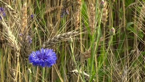 Single cornflower ripe in wheat field, organic food agriculture Vídeo Stock 75718279