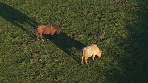 A single cow and a single horse grazing together in a green pasture in France Stock Footage 346679863