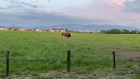A single cow in a field 動画素材 239653095