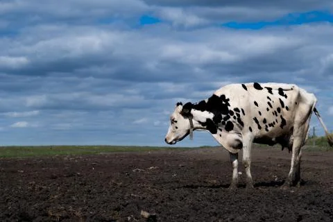 Single cow on a flat landscape Stock Photos
