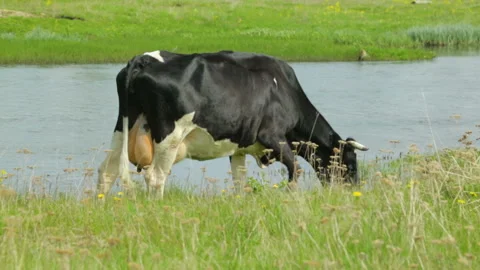 Single cow grazing on meadow Video stock 95947463