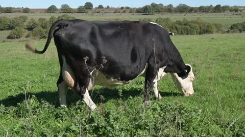 A single cow grazing peacefully in an open, green field. The image captures a Stock Footage 288857743