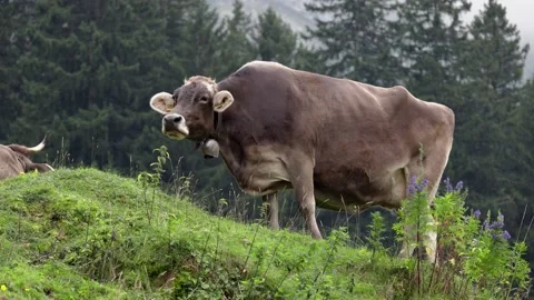Single cow on a hillside before a forest, chewing cow with open mouth tongue Stock Footage 160275860