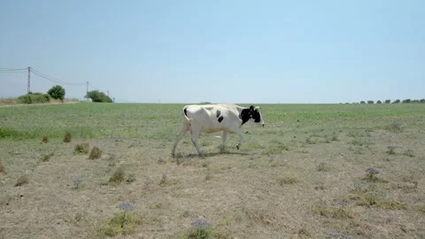 Single Cow on Open Green Field Stock Footage 282929760